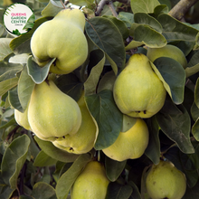 Load image into Gallery viewer, Alt text: Champion Quince (Cydonia oblonga) is a deciduous fruit tree known for its fragrant flowers and edible fruits. It has a spreading growth habit with glossy green leaves. The fruits are golden-yellow and aromatic, often used in cooking and preserves.
