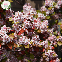 Load image into Gallery viewer, &quot;A delightful image featuring the Raphiolepis &#39;Oriental Pearl&#39; plant, showcasing its ornamental characteristics. This evergreen shrub displays glossy, dark green leaves and is adorned with clusters of small, pearl-white flowers. The dense and compact growth habit creates a visually appealing form. &#39;Oriental Pearl&#39; is a cultivar of Raphiolepis, known for its versatility and attractive foliage. 
