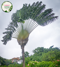 Load image into Gallery viewer, Alt text: Ravenala madagascariensis, commonly known as the traveler&#39;s tree or traveler&#39;s palm, is a distinctive plant native to Madagascar. Despite its name, it is not a true palm but belongs to the Strelitziaceae family. It features large, banana-like leaves arranged in a fan shape, with a unique trunk structure. The plant is often grown for its ornamental value in tropical landscapes and gardens.
