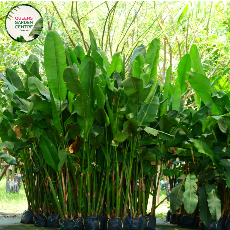 Buy Ravenala Madagascariensis Online in Australia – Queens Garden Centre