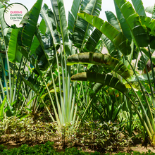 Load image into Gallery viewer, Alt text: Ravenala madagascariensis, commonly known as the traveler&#39;s tree or traveler&#39;s palm, is a distinctive plant native to Madagascar. Despite its name, it is not a true palm but belongs to the Strelitziaceae family. It features large, banana-like leaves arranged in a fan shape, with a unique trunk structure. The plant is often grown for its ornamental value in tropical landscapes and gardens.
