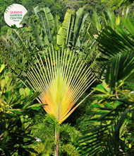 Load image into Gallery viewer, Alt text: Ravenala madagascariensis, commonly known as the traveler&#39;s tree or traveler&#39;s palm, is a distinctive plant native to Madagascar. Despite its name, it is not a true palm but belongs to the Strelitziaceae family. It features large, banana-like leaves arranged in a fan shape, with a unique trunk structure. The plant is often grown for its ornamental value in tropical landscapes and gardens.
