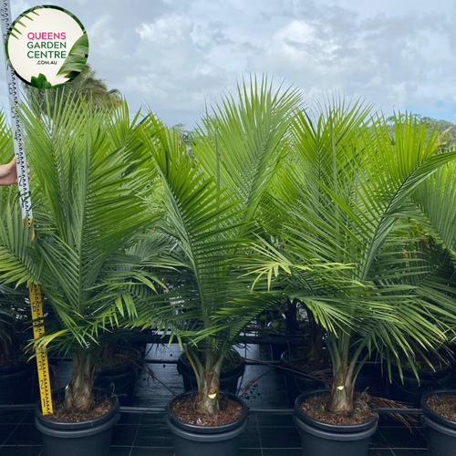 Alt text: Ravenea rivularis, also known as the Majestic Palm, is a tropical palm species native to Madagascar. It features a tall, slender trunk with arching fronds of dark green, feathery foliage. This elegant palm adds a tropical ambiance to indoor and outdoor spaces, ideal for landscaping and interior decoration.