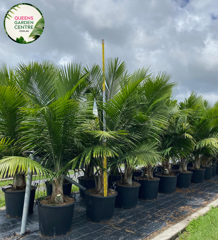 Alt text: Ravenea rivularis, also known as the Majestic Palm, is a tropical palm species native to Madagascar. It features a tall, slender trunk with arching fronds of dark green, feathery foliage. This elegant palm adds a tropical ambiance to indoor and outdoor spaces, ideal for landscaping and interior decoration.