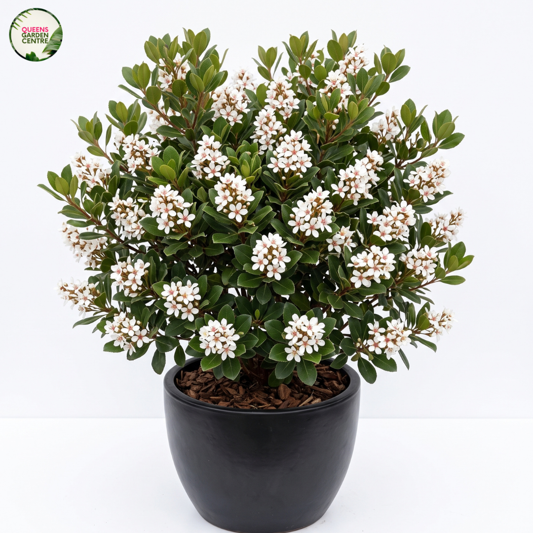 Hedging & screening plants