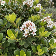 Load image into Gallery viewer, A close-up of a flowering shrub with clusters of small white blossoms and green leaves. A circular 'Garden Club' logo appears in the top-left corner.
