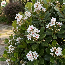 Load image into Gallery viewer, A close-up of a flowering shrub with clusters of small white flowers that have pink centers and green leaves, photographed outdoors in a garden setting. A 'Garden Roots' logo is visible in the top-left corner.

