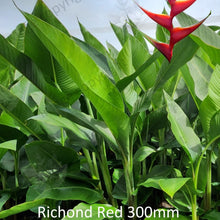 Load image into Gallery viewer, Close-up of Heliconia bihai x caribaea cv. Richmond Red: The close-up image showcases the vibrant and striking Richmond Red Heliconia flower. The flower is characterized by its intense red color, with elongated bracts forming a graceful spiral shape. Each bract features prominent veins and ridges, adding texture and depth to the bloom. The image captures the intricate details of the flower, including the curled tips and the contrasting yellow-orange interior.
