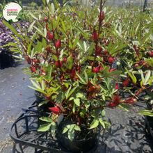 Load image into Gallery viewer, Hibiscus Sabdariffa Rosella
