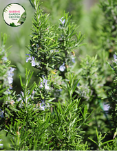 Load image into Gallery viewer,  &quot;A close-up view of the Rosemary &#39;Chef&#39;s Choice&#39; plant, showcasing its aromatic and culinary attributes. The evergreen herb features needle-like leaves with a rich green color and a compact, upright growth habit. &#39;Chef&#39;s Choice&#39; is a cultivar of rosemary, prized for its flavorful and fragrant leaves, making it a popular choice in culinary applications. This image captures the beauty and functionality of the plant, 
