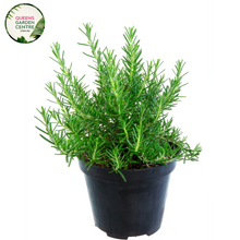 Load image into Gallery viewer,  &quot;A close-up view of the Rosemary &#39;Chef&#39;s Choice&#39; plant, showcasing its aromatic and culinary attributes. The evergreen herb features needle-like leaves with a rich green color and a compact, upright growth habit. &#39;Chef&#39;s Choice&#39; is a cultivar of rosemary, prized for its flavorful and fragrant leaves, making it a popular choice in culinary applications. This image captures the beauty and functionality of the plant, 
