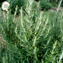 Load image into Gallery viewer, Close-up of a Rosmarinus officinalis &#39;Blue Lagoon&#39; plant. The image showcases slender, needle-like leaves with a dark green color and a slightly curved shape. The leaves have a textured surface with fine, silvery-white hairs on the underside, giving them a soft, almost fuzzy appearance. Small clusters of vibrant blue-purple flowers emerge from the leaf axils, each flower having delicate petals and a tubular shape.
