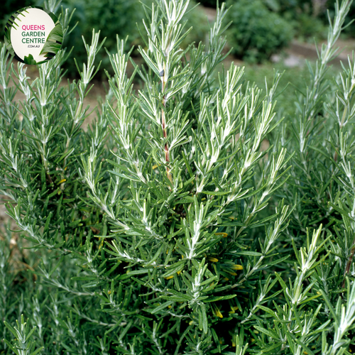 Close-up of a Rosmarinus officinalis 'Blue Lagoon' plant. The image showcases slender, needle-like leaves with a dark green color and a slightly curved shape. The leaves have a textured surface with fine, silvery-white hairs on the underside, giving them a soft, almost fuzzy appearance. Small clusters of vibrant blue-purple flowers emerge from the leaf axils, each flower having delicate petals and a tubular shape.