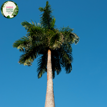 Load image into Gallery viewer, A close-up view of the Roystonea oleracea, also known as the Caribbean Royal Palm. The image focuses on the smooth, greyish trunk, characterized by subtle vertical lines. The lush, feather-like fronds fan out at the top, displaying a rich green color. The pinnate leaves have a glossy sheen, adding to the plant&#39;s majestic appearance. The crownshaft, just below the fronds, has a distinct green hue, contrasting with the trunk.
