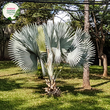 Load image into Gallery viewer, Alt text: Sabal minor, also known as the dwarf palmetto, is a small palm species native to the southeastern United States. It features fan-shaped leaves and a compact growth habit, making it suitable for landscaping in gardens and urban environments. The Sabal minor is prized for its resilience and ability to thrive in various soil types and climates.
