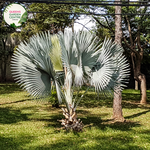 Alt text: Sabal minor, also known as the dwarf palmetto, is a small palm species native to the southeastern United States. It features fan-shaped leaves and a compact growth habit, making it suitable for landscaping in gardens and urban environments. The Sabal minor is prized for its resilience and ability to thrive in various soil types and climates.