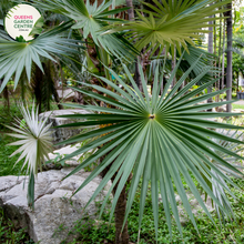 Load image into Gallery viewer, Alt text: Sabal minor, also known as the dwarf palmetto, is a small palm species native to the southeastern United States. It features fan-shaped leaves and a compact growth habit, making it suitable for landscaping in gardens and urban environments. The Sabal minor is prized for its resilience and ability to thrive in various soil types and climates.
