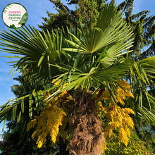 Load image into Gallery viewer, Alt text: Sabal palmetto, also known as the cabbage palm or sabal palm, is a species native to the southeastern United States, particularly in Florida and South Carolina. It is the state tree of both states. This palm species features a single, stout trunk topped with a crown of large, fan-shaped leaves. The Sabal palmetto is commonly used in landscaping and is known for its resilience to harsh coastal conditions.
