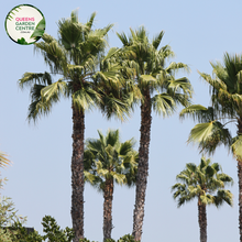 Load image into Gallery viewer, Alt text: Sabal palmetto, also known as the cabbage palm or sabal palm, is a species native to the southeastern United States, particularly in Florida and South Carolina. It is the state tree of both states. This palm species features a single, stout trunk topped with a crown of large, fan-shaped leaves. The Sabal palmetto is commonly used in landscaping and is known for its resilience to harsh coastal conditions.
