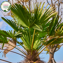 Load image into Gallery viewer, Alt text: Sabal palmetto, also known as the cabbage palm or sabal palm, is a species native to the southeastern United States, particularly in Florida and South Carolina. It is the state tree of both states. This palm species features a single, stout trunk topped with a crown of large, fan-shaped leaves. The Sabal palmetto is commonly used in landscaping and is known for its resilience to harsh coastal conditions.
