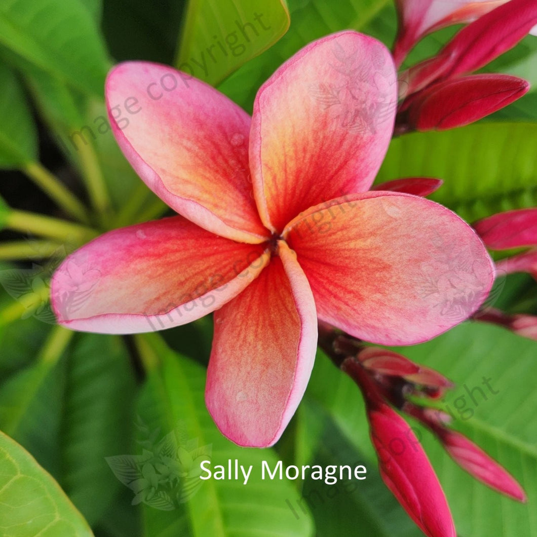 Close-up of Sally Moragne Frangipani: Delicate, vibrant petals in shades of pink and orange, radiating from a yellow-orange center. Each petal is tinged with hints of red, giving it a fiery appearance. The velvety texture of the petals contrasts beautifully with the smooth, glossy surface of the center. The intricate details of the flower, including its gently curved edges and subtle veins, are highlighted in this close-up view, capturing its exquisite beauty and inviting fragrance.