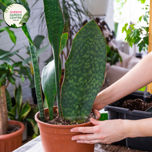 Load image into Gallery viewer, Alt text: Sansevieria masoniana, commonly known as Mason&#39;s Congo or whale fin snake plant, is a species of flowering plant native to Africa. It is characterized by its large, paddle-shaped leaves with mottled patterns and wavy edges. This indoor plant is popular for its unique appearance and low maintenance requirements.
