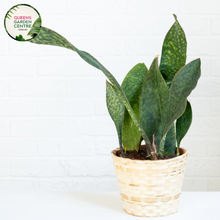 Load image into Gallery viewer, Alt text: Sansevieria masoniana, commonly known as Mason&#39;s Congo or whale fin snake plant, is a species of flowering plant native to Africa. It is characterized by its large, paddle-shaped leaves with mottled patterns and wavy edges. This indoor plant is popular for its unique appearance and low maintenance requirements.
