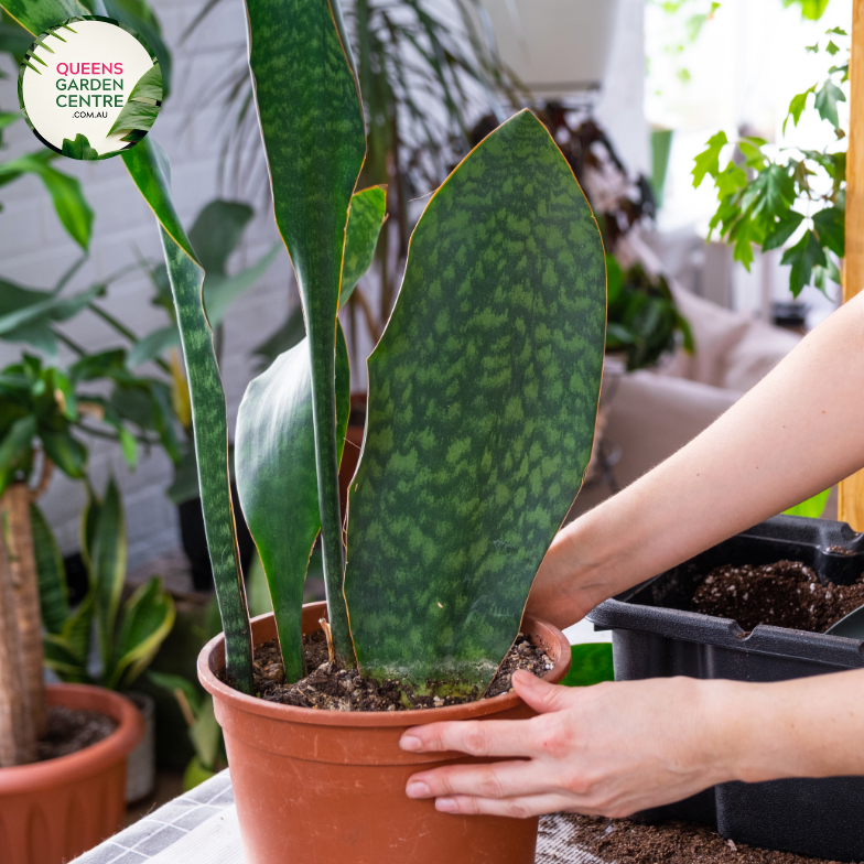 sansevieria masoniana congo giant Buy Sansevieria Masoniana Masons Congo Online in Australia