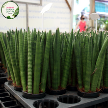 Load image into Gallery viewer, Alt text: Sansevieria stuckyi, also known as the Kenya Hyacinth, is a succulent plant native to East Africa. It features long, slender leaves arranged in a rosette formation. The leaves are typically dark green with light bands or mottled patterns. This plant is prized for its striking appearance and is commonly grown as a houseplant for its low maintenance and air-purifying properties.
