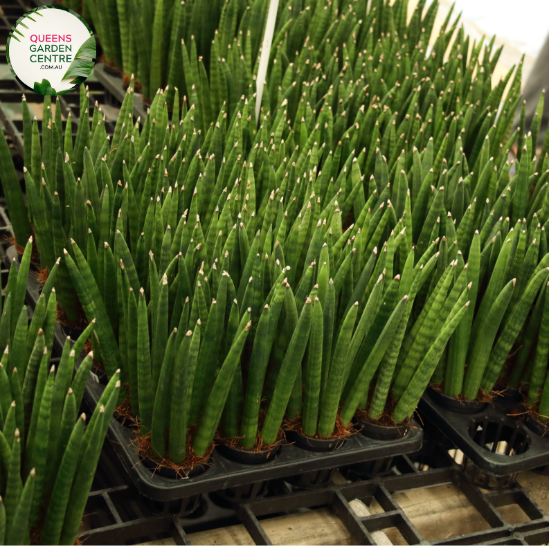 sansevieria stuckyi sale Buy Sansevieria Stuckyi Online in Australia – Queens Garden Centre