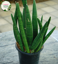 Load image into Gallery viewer, Alt text: Sansevieria stuckyi, also known as the Kenya Hyacinth, is a succulent plant native to East Africa. It features long, slender leaves arranged in a rosette formation. The leaves are typically dark green with light bands or mottled patterns. This plant is prized for its striking appearance and is commonly grown as a houseplant for its low maintenance and air-purifying properties.
