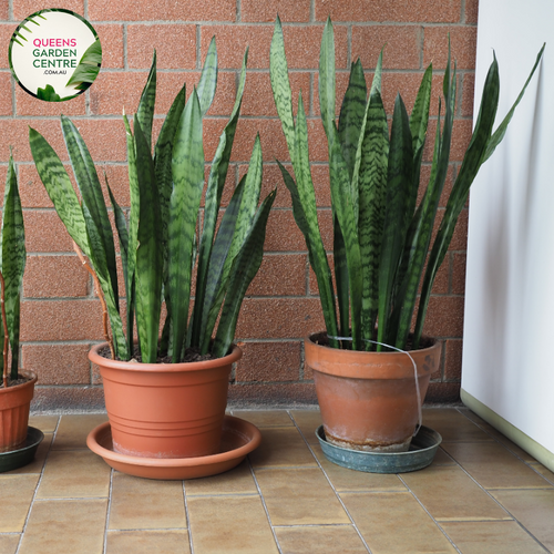 Alt text: Sansevieria Trifasciata Green, commonly known as the snake plant or mother-in-law's tongue, is a popular houseplant valued for its resilience and air-purifying qualities. It features long, upright leaves that are dark green with lighter horizontal striping. The leaves grow in a dense, rosette-like arrangement, making it a versatile and attractive addition to any indoor space.