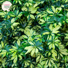 Load image into Gallery viewer, Alt text: Schefflera arboricola &#39;Jacqueline&#39;, also known as dwarf umbrella tree, is a tropical plant with glossy, palmately compound leaves. Its variegated foliage features shades of green and cream, adding visual interest to indoor spaces. The plant typically grows in an upright, bushy form and is popular for its low maintenance and air-purifying qualities.
