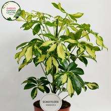 Load image into Gallery viewer, Alt text: Schefflera arboricola &#39;Jacqueline&#39;, also known as dwarf umbrella tree, is a tropical plant with glossy, palmately compound leaves. Its variegated foliage features shades of green and cream, adding visual interest to indoor spaces. The plant typically grows in an upright, bushy form and is popular for its low maintenance and air-purifying qualities.
