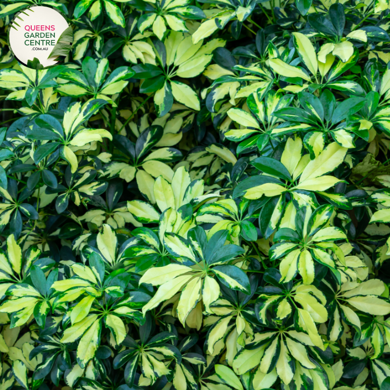 schefflera arboricola australia Buy Schefflera Arboricola Jaqueline Online in Australia – Queens Garden  Centre