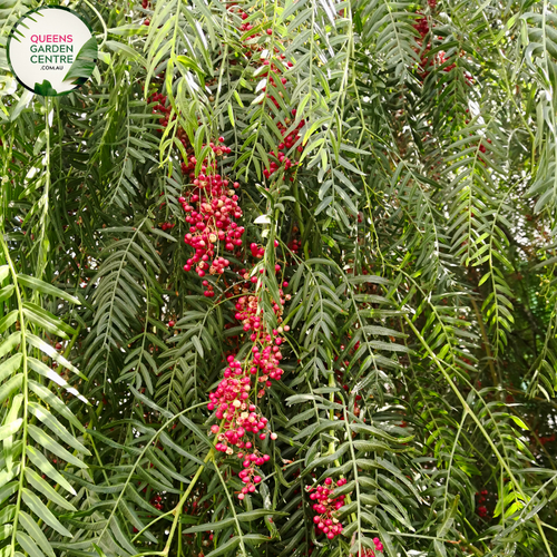 Alt text: Schinus areira, commonly known as Peppercorn or Pepper Tree, showcasing feathery foliage and clusters of small, pinkish-red berries. This evergreen tree adds a touch of greenery and uniqueness to landscapes, appreciated for its aromatic leaves and ornamental berries.