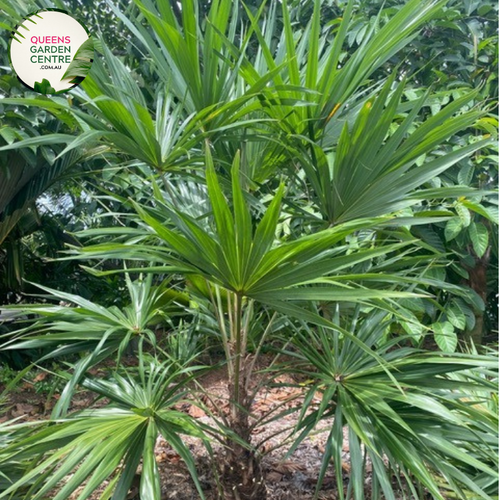 Close-up of Schippia concolor: This image showcases the exquisite details of Schippia concolor, emphasizing its unique foliage and delicate features.