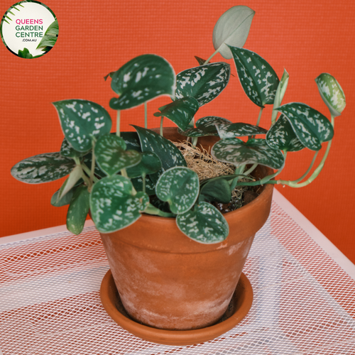 Alt text: Close-up photo of a Scindapsus pictus 'Pothos Totem Poles' plant, showcasing its long, trailing vines with heart-shaped leaves. The tropical vine plant features lush, green foliage adorned with silver or silvery-white variegation. The photo captures the intricate details of the variegated leaves and the overall beauty of the Scindapsus pictus 'Pothos Totem Poles' variety.