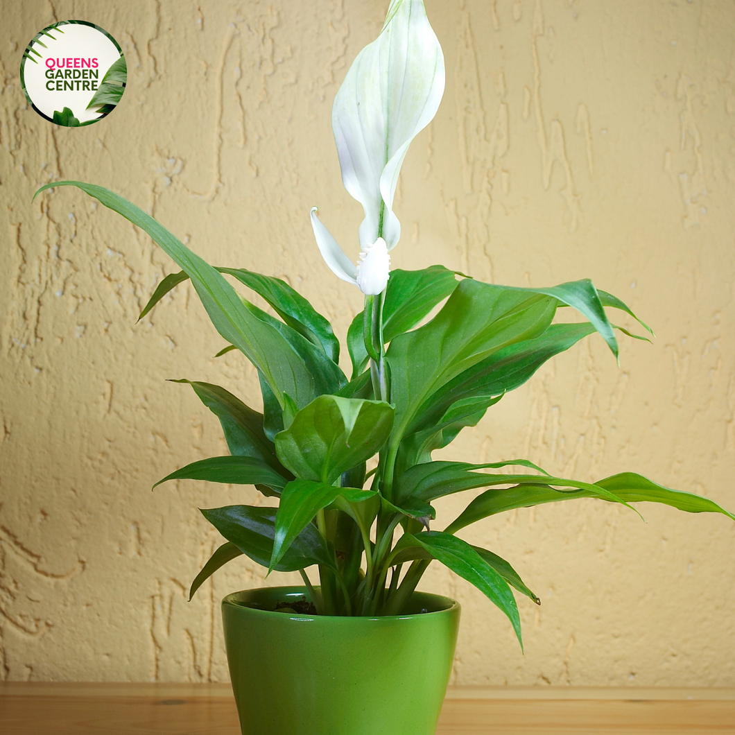 Spathiphyllum Blue Moon