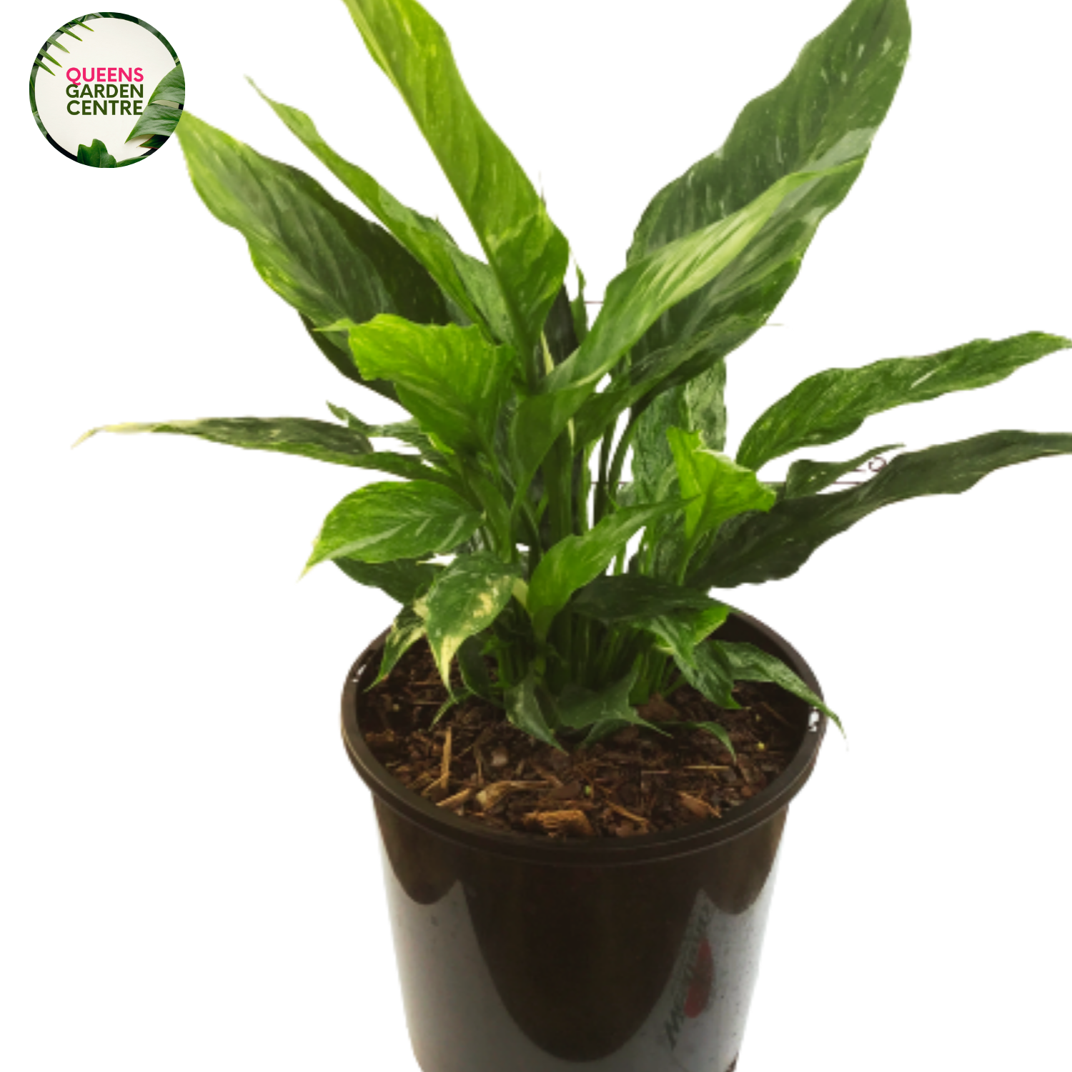 Buy Spathiphyllum Jet Diamond Online in Australia – Queens Garden Centre