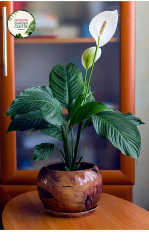 peace lily sebastiano Buy Spathiphyllum Sweet Sebastiano Online in Australia – Queens Garden Centre