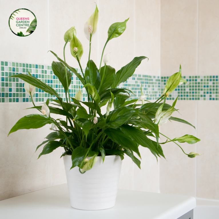 paradise plant indoor Bird of Paradise "White"
