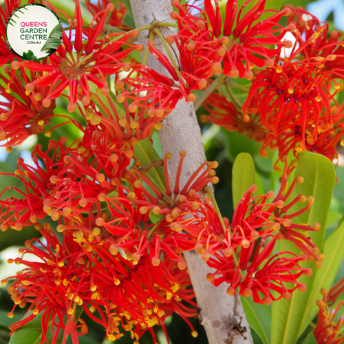 Close-up of Stenocarpus sinuatus Firewheel Tree: This image captures the intricate details of the Stenocarpus sinuatus Firewheel Tree. The vibrant red flowers with yellow centers are arranged in clusters at the ends of the branches, creating a striking contrast against the lush green foliage. Each flower consists of delicate petals and prominent stamens, adding to the visual appeal of the tree.