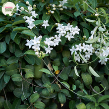 Load image into Gallery viewer, Stephanotis floribunda
