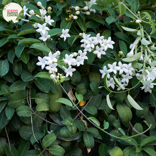 Stephanotis floribunda