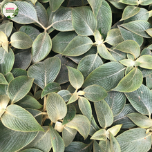 Load image into Gallery viewer, Strobilanthes Gossypinus
