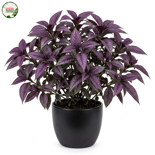 Strobilanthes dyerianus Persian Shield