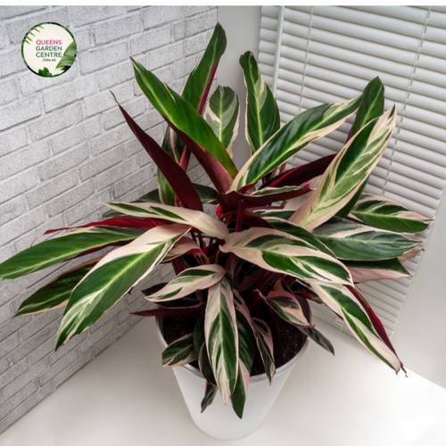 Alt text: Close-up photo of a Stromanthe sanguinea 'Triostar' plant, showcasing its vibrant and variegated foliage. The tropical houseplant features large, lance-shaped leaves with a mesmerizing combination of pink, green, and cream colors. The photo captures the intricate details of the foliage, highlighting the striking variegation and the overall beauty of the Stromanthe sanguinea 'Triostar' plant.