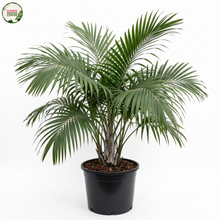 Load image into Gallery viewer, Syagrus Schizophylla (Arikury Palm)

