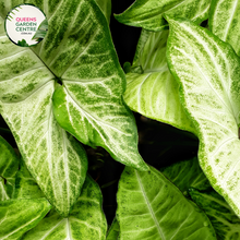 Load image into Gallery viewer, Close-up of a Syngonium &#39;Pixie&#39; plant. The image features small, arrowhead-shaped leaves with vibrant green centers and creamy white margins. The leaves have a smooth, slightly glossy surface, with prominent veins that add texture and definition. They are arranged in a dense cluster, growing from thin, green stems that are partially visible among the foliage. 
